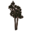 Baum, Nadelbaumpaar icon