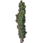 Tree, Forked Cypress icon