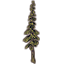 Baum, schmale Wrothgarpinie icon