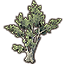 Baum ältere Dunkelforstbuche icon