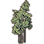 Baum, Dunkelforstbuchen-Ansammlung icon