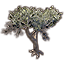 Baum, junger Bergmahagoni icon