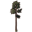 Árbol, pino real imponente icon