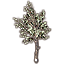 Arbre, jeune pin d'hiver icon