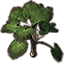 Sapling, Thatch Palm icon