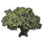 Baum, alter Schattenspender icon