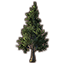 Tree, Ginkgo icon