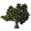 Tree, Ancient Ginkgo icon