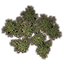 Arbustos, hiedra Icon