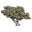 Baum, junges Meerträubel icon