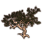Baum, Meerträubel icon