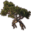 Baum, große Galenbirke icon