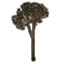 Sprössling, schmale Esche Icon