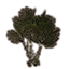 Baum, leuchtende Liguster icon