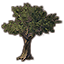 Tree, Whorled Fig Icon