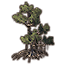 Baum, Moormangrove icon