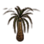 Baum, Wasserpalme Icon