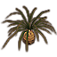 Растение (молодой болотный папоротник) icon