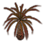 Plant, Marshfrond icon