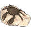 Fossil, Schlammkrabbe icon