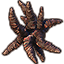 Apocrypha Coral, Spiky Icon