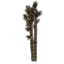 Grass, Twin Bamboo Shoots Icon