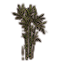 Grass, Young Bamboo Shoots Icon