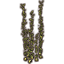 Скопление водорослей (крепких) Icon icon