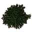 Морские водоросли (маленькая кучка) icon