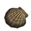 Concha marina, vieira blanca icon