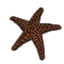 Concha marina, estrella de mar icon