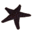 Concha marina, estrella de mar noble icon