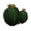 Cactus, barril dorado Icon icon