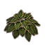 Plant, Verdant Hosta icon