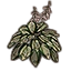 Furniture icon for Растение (цветущая белая хоста)