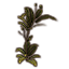 Fern Plant, Sturdy Towering icon