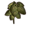Pflanze, großes Mammutohr Icon