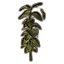 Pflanze, emporragendes Mammutohr Icon