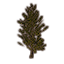 Sapling, Sparse Laurel Icon icon