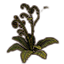 Fern Plant, Green Curly icon
