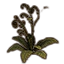 Furniture icon for Папоротниковое растение (зеленое вьющееся)