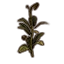 Furniture icon for Папоротниковое растение (крепкое зрелое)