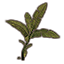 Plant, Palm Fronds Icon