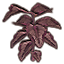 Plant, Purple Spadeleaf icon