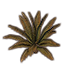 Farn üppiges Herbstgewächs Icon