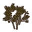 Arbusto, aligustre tierno icon