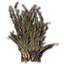 Pflanze, Dornbürste icon