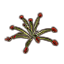 Растение (розеточная росянка) Icon icon