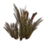 Grass, Foxtail Cluster Icon icon