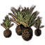 Grappe de plantes, palmiers nains icon